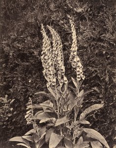 Foxgloves by Frank Mason Good