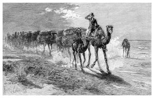 Camels carrying wool