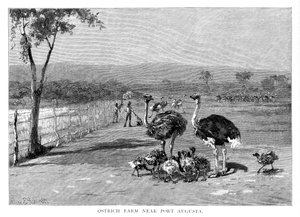 Ostrich Farm near Port Augusta, South Australia by Frank P. Mahony
