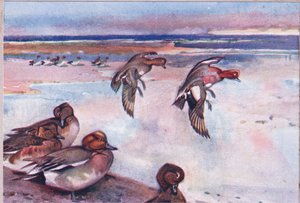 Widgeons, Illustration from Wild Nature & Country Life Published by Hodder & Stoughton, c.1910 by Frank Southgate
