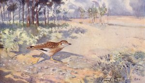 Wild Life in East Anglia: Stone Curlew by Frank Southgate