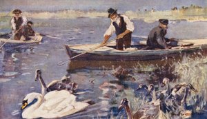 Wild Life in East Anglia: Swan-Upping by Frank Southgate