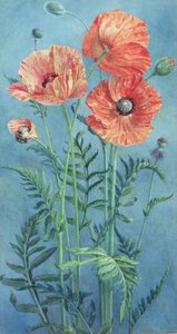 Poppies