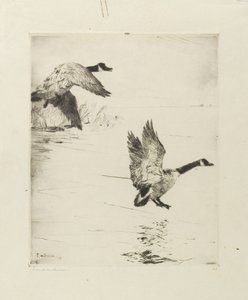Geese Alighting by Frank Weston Benson