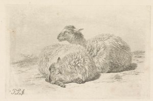Two lying sheep
