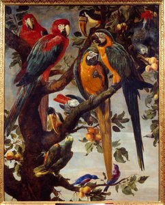 Parrots and other birds