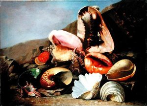 Still Life of Shells