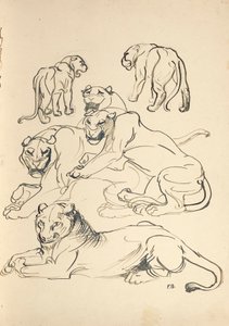 Six Pumas