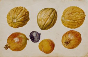 Fruit Studies