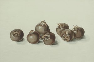 Medlar Fruits