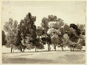 Grove of Leafy Trees