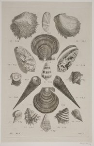 Plate with Shells. Plate 12. by Franz Michael Regenfus