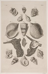 Plate with Shells. Plate 1. by Franz Michael Regenfus