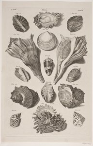 Plate with Shells. Plate 3. by Franz Michael Regenfus