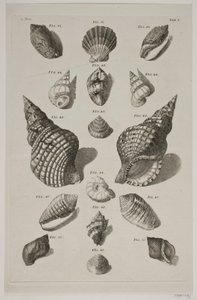 Plate with Shells. Plate 5. by Franz Michael Regenfus