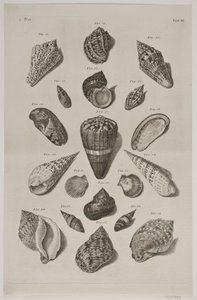 Plate with Shells. Plate 6. by Franz Michael Regenfus