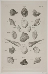 Plate with Shells. Plate 9. by Franz Michael Regenfus