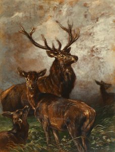 Stag and Doe