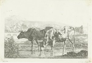 Two Drinking Cows