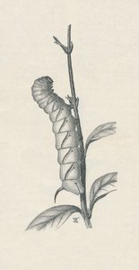 Full-Grown Caterpillar of the Privet Hawk-Moth, Similarly Occupied, c. 1900, 1910 by Fred Enock