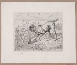 A Hunting Dog