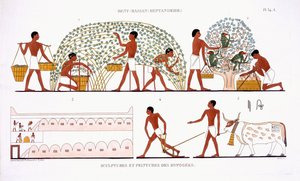 Fruit Picking, from a Rare Record of Frescoes from Thebes, recorded 1819-1822 on his second visit to Egypt by Frederic Cailliaud by Frederic (after) Cailliaud