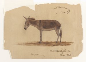 A Donkey, Barranquilla, Colombia by Frederic Edwin Church