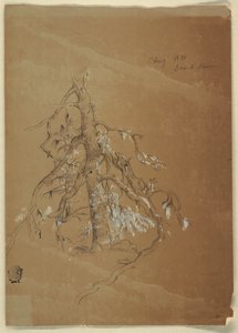 A Gnarled Evergreen, Grand Manan, Canada