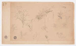 A Group of Thirteen Botanical Studies from Colombia or Ecuador