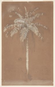 Abaye Palm, Mount Salus, Jamaica