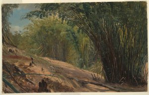 Bamboo Grove, Jamaica