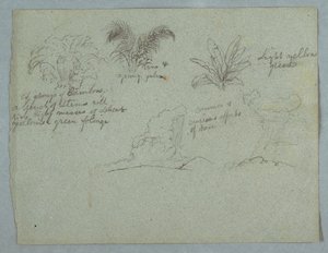 Bamboos, Vine and a Young Palm, Plant, and Two Scenes of Rain Falling from Clouds over Ridges, Rio Magdalena, Colombia