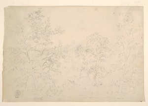 Chestnut Trees at the Water