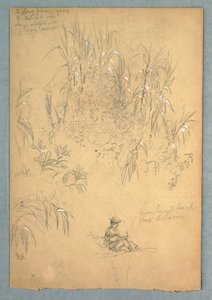 A Detailed Study of a Seated Man and a Group of Plants, Ecuador, 1857, probably May
