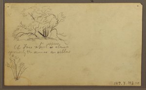 A Hut on Posts, Guayaquil, Ecuador, May 1857