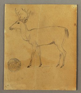 A Standing Stag, ca. 1850 by Frederic Edwin Church