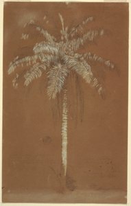Abaye Palm, Mt. Salus, Jamaica, June 1865