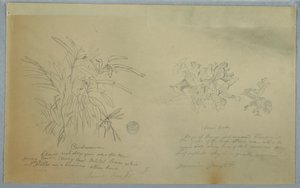 Arrowroot and Cardamum Studies, Jamaica, June 1865 by Frederic Edwin Church