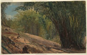 Bamboo Grove, Jamaica, 1865