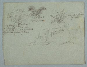 Bamboos, Vine and a Young Palm, Plant, and Two Scenes of Rain Falling from Clouds over Ridges, Rio Magdalena, Colombia, 1853, probably May