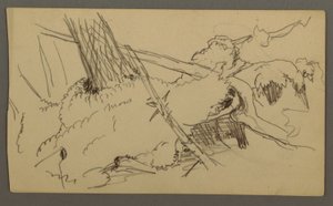 Base of Tree, Boulder, possibly 1877