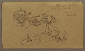 Blossoms of Penguin Hill, August 1865 by Frederic Edwin Church
