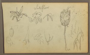 Botanical Sketches, 1857