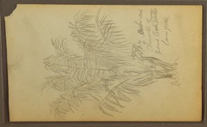 Botanical Sketches, 1857 by Frederic Edwin Church