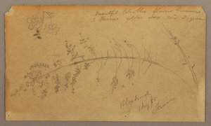 Botanical Sketches, August 1865