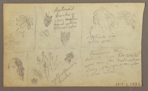 Botanical Sketches, Ecuador or Colombia; Verso: Botanical Sketches, 1857 by Frederic Edwin Church