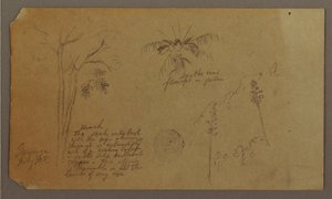 Botanical Sketches, July 1865