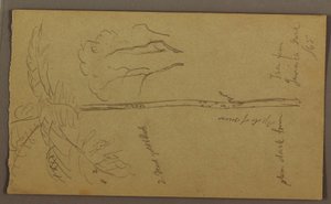 Botanical Sketches, June 1865 by Frederic Edwin Church