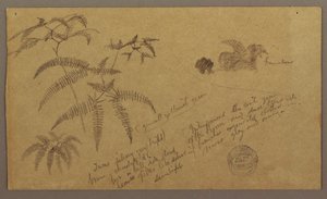 Botanical Sketches, May–August 1865