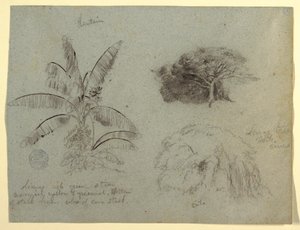 Botanical Sketches, South America, May 1853?
